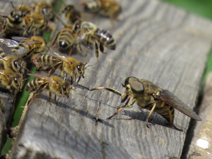 Un invitat invitat într-un stup de albine îl așteaptă