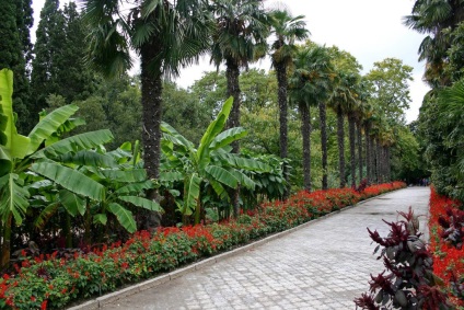 Grădina botanică Nikitsky, Crimeea odihna noastră în Crimeea, hotel și rezervare hotel