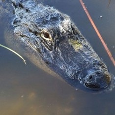 Világ hírek - Odessza Állatkert biztosítja, hogy nem táplálja a krokodilokat macskákkal