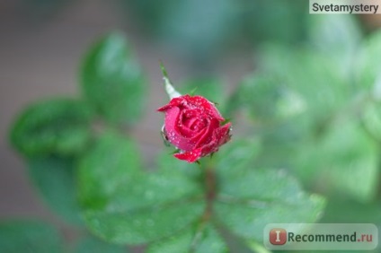 Lentila helios 44-2 - 