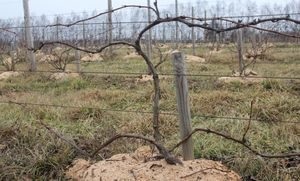 A szőlő ősszel vágása kezdőknek - egy rendszer, időzítés, gyakori hibák