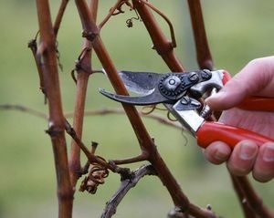 Резитба грозде през есента за начинаещи - прекъсвачи, време, честите грешки