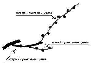 Резитба грозде през есента за начинаещи - прекъсвачи, време, честите грешки