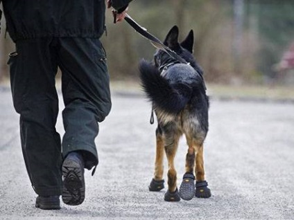 Pantofi pentru câini - dogcollar - muniție și accesorii pentru câini