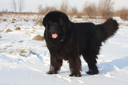 Prezentare generală a câinilor din Newfoundland Descrierea standardului, a conținutului și a fotografiilor