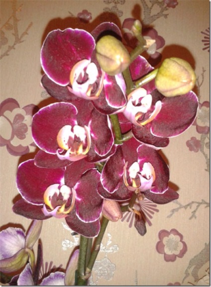 Какво си ти - да кажем - орхидея, един от дама - женско списание