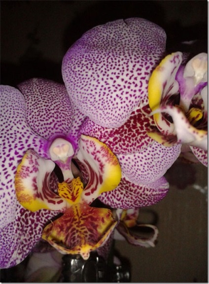 Какво си ти - да кажем - орхидея, един от дама - женско списание
