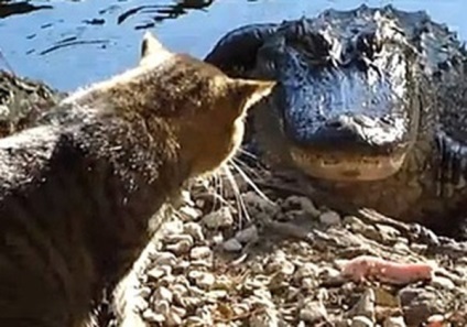 Gradina Zoologica din Odessa nu hrănim pisicile crocodililor