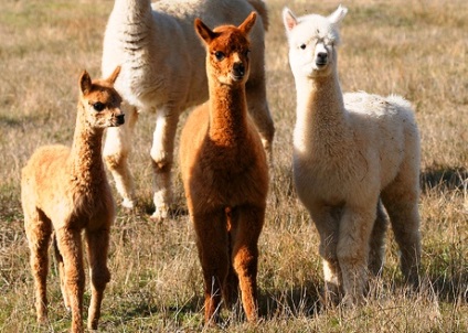 Despre lama și alpaca