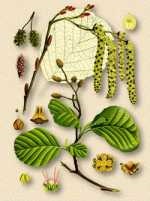 Alder gri - alnus incana (l