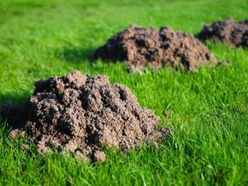 A talaj típusának, a talaj főbb típusainak, módszereinek, saját kezének meghatározása