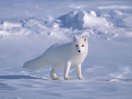 Lumea organică a Oceanului Arctic (pe scurt)