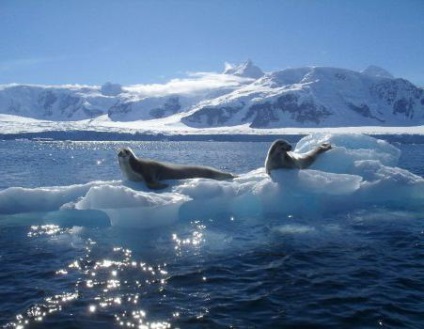 A Jeges-tenger ökológiai világa (röviden)