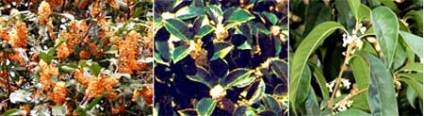 Osmanthus parfumat - flori - grădină și grădină - rezident sălbatic de vară