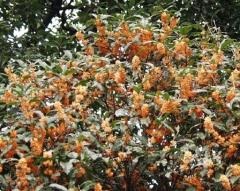 Osmanthus cum să crească o floare cu o aromă minunată viața mea