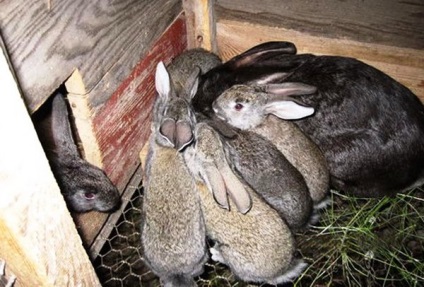 Noțiuni de bază și avantaje privind păstrarea iepurilor în cuști