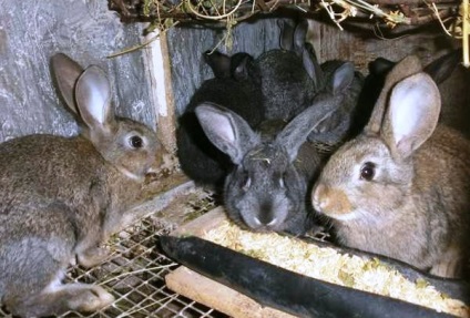 Noțiuni de bază și avantajele păstrării iepurilor în cuști
