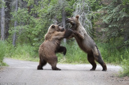 Vadászat egy medve a zab nyitásakor a nyári medve vadászat