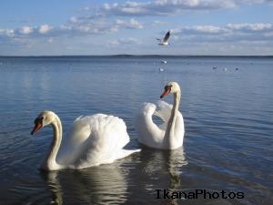 Lacul Naroch Belarus, mare Belarus, lacuri legenda Naroch odihnă poveste imagine pe Naroch