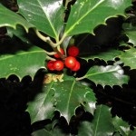 Planta Holly simbolizând soarele