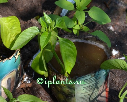 Pepper termesztése és ültetése palánták, magelőkészítés, időzítés és a talaj kiválasztása