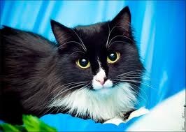 Un site personal despre pisici și yanas și găsit