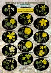 Primroses (korai virágzó herbaceous plants) azonosítási táblázatok