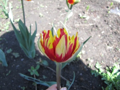 A tulipánok variegációja (változatossága) betegség