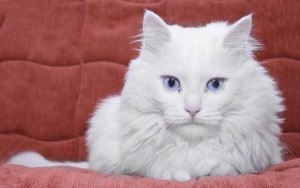 Pigmentarea lânii, un blog despre pisici