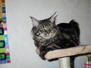 Cattery cataramă cu rețete catacalese Maine Coon și pisici scoțiene