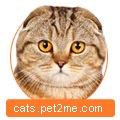 Cattery cataramă cu rețete catacalese Maine Coon și pisici scoțiene