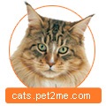 Cattery cataramă cu rețete catacalese Maine Coon și pisici scoțiene