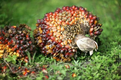 Fructe de palmier de ulei, iarnă în Thailanda