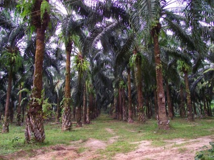 Fructe de palmier de ulei, iarnă în Thailanda