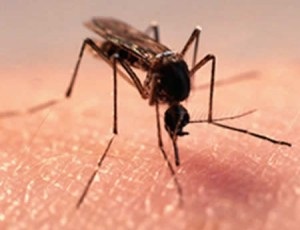 Miért szúnyogok okoznak viszkető érdekes tényeket, kognitív cikkeket, számokat és híreket