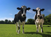 De ce vacii mestec mâncarea de două ori o enciclopedie a copiilor