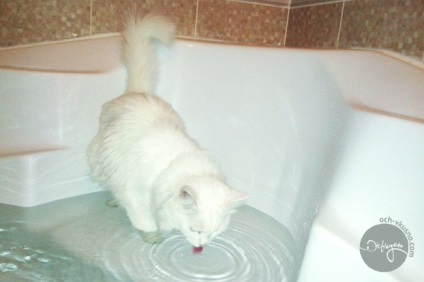 De ce bea o pisica dintr-o baie,