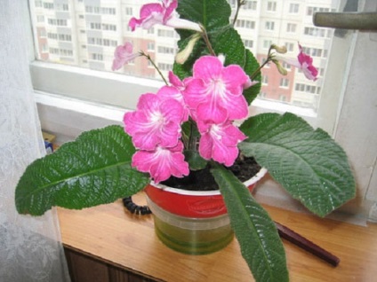 De ce sfaturi uscate și frunze de frunze în streptocarpus