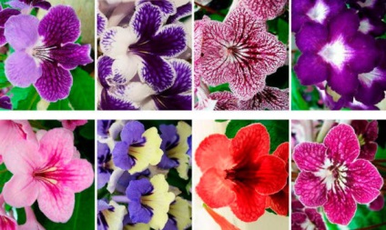 Miért a sztreptocarpus száraz és levél nélküli tippjei