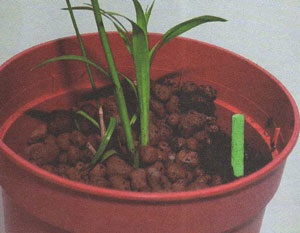 Talaj fertilizációja, metszés beltéri növények