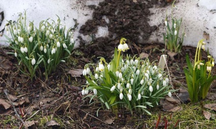 Snowdrop aterizare și îngrijire, specii și soiuri, fotografie