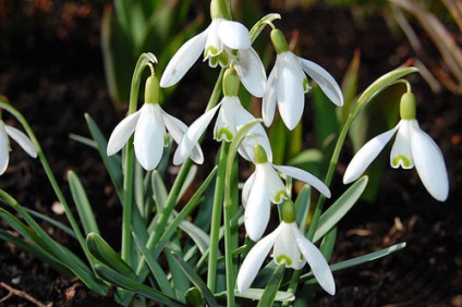 Snowdrop aterizare și îngrijire, specii și soiuri, fotografie