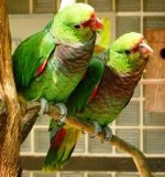Papagali Conținut Amazon, îngrijire, hrănire