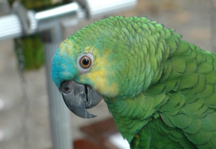 Papagali Conținut Amazon, îngrijire, hrănire