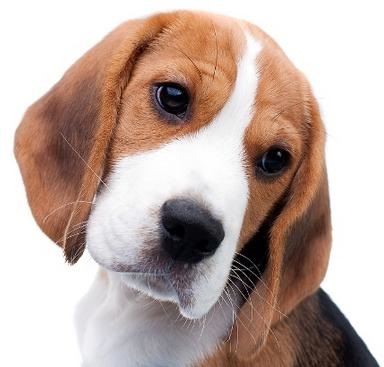 Beagle rasa