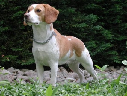 Beagle rasa