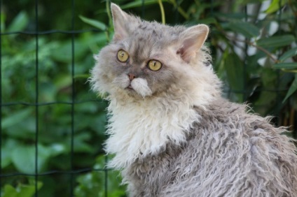 Rase de pisici selkirk rex