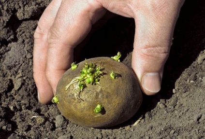 Plantarea cartofilor sub paie este o modalitate de a obține o recoltă înaltă