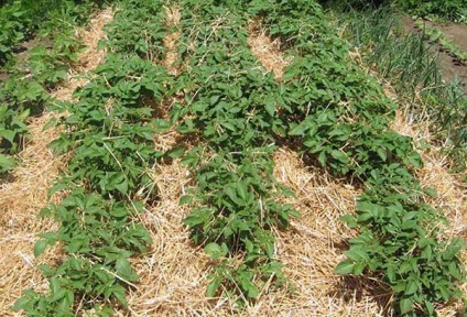 A burgonya ültetése a szalma alatt a magas termés elérésének módja