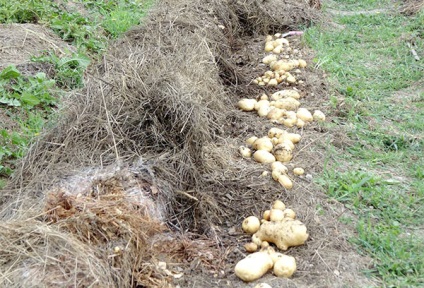 Plantarea cartofilor sub paie este o modalitate de a obține o recoltă înaltă